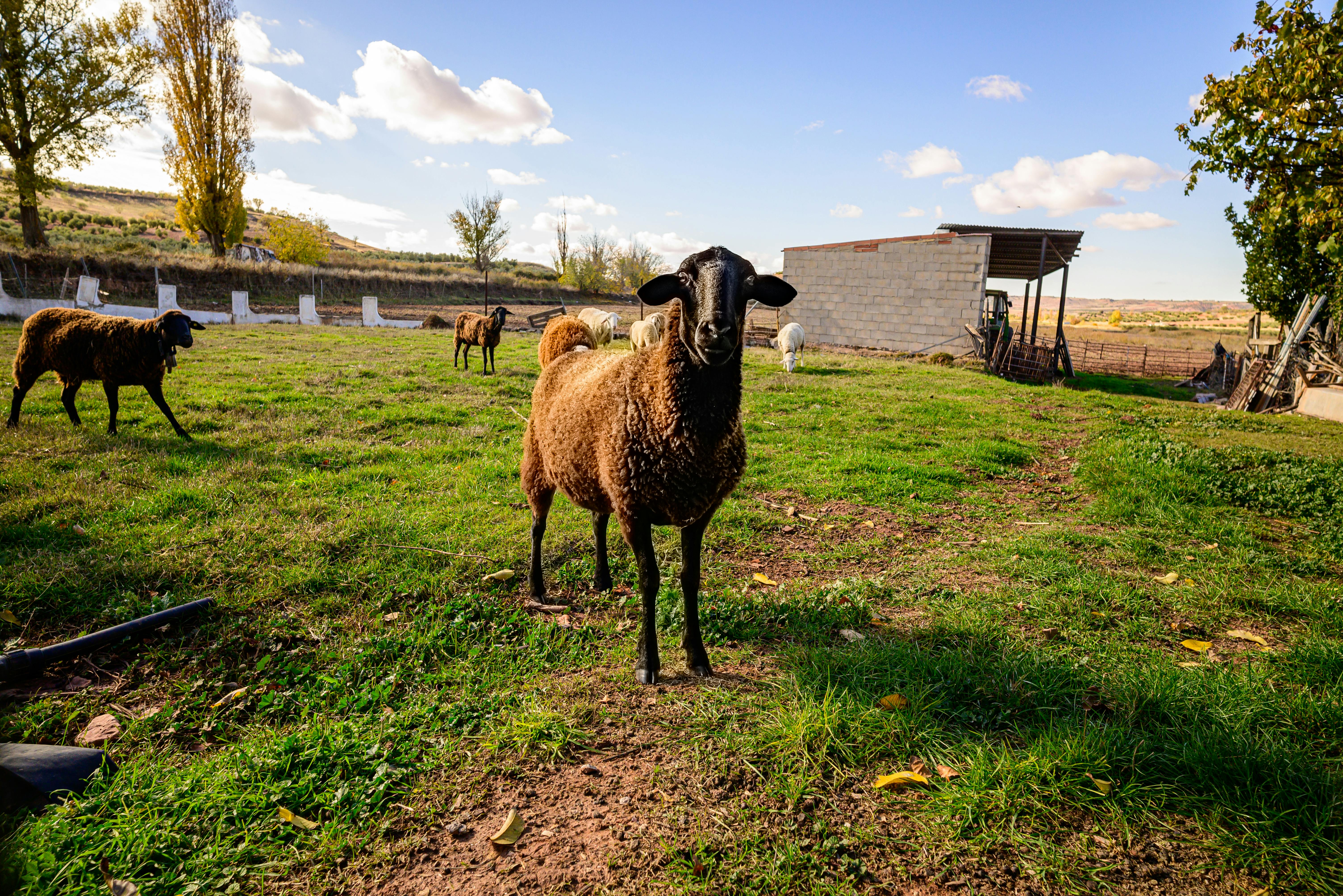 Aerial View — 200-Acre Integrated Farm